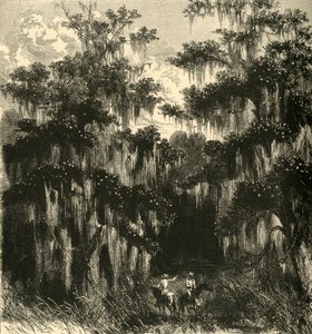 "Magnoliowe Bagno", 1872.
