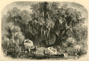 „Zbieracze mchów”, 1872.