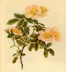 "Psia Róża", 1890-1908, 1944.