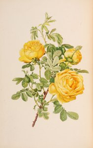 Ilustracja z rodzaju rosa autorstwa Ellen Willmott, 1914.
