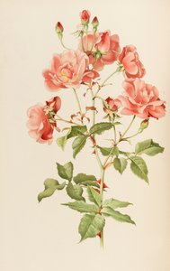 Ilustracja z rodzaju rosa autorstwa Ellen Willmott, 1914.