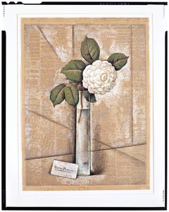 Gardenia w szkle, ok. 1936 (gwasz, akwarela i kreda na papierze gazetowym)