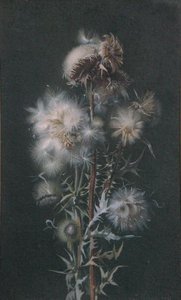 Thistledown (akwarela na papierze) autorstwa Alice Gray