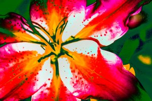 California Lily, 2016 (ręcznie malowane zdjęcie)