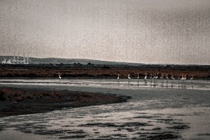 Zgromadzenie, z serii Flamingi Camargue, 2017 (ręcznie malowane zdjęcie)