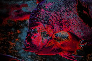 Fingerling, 2018 (ręcznie malowane zdjęcie)