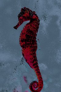 Konik morski, 2018 (ręcznie malowane zdjęcie)