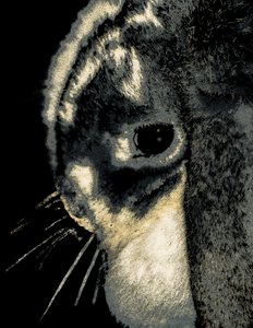 Portret królika, 2022 (przemalowane zdjęcie)