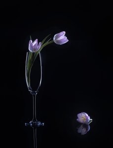  autorstwa Alice Sheng
