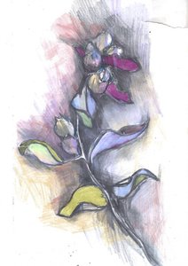 Kolorowy szkic botaniczny