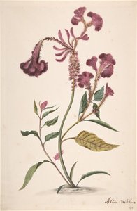 Badanie Hanekam Celosia argentea, b.d. autorstwa Alida Withoos
