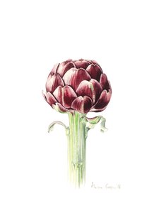 Karczoch z targu rzymskiego, 2016, akwarela autorstwa Alison Cooper