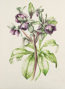 Helleborus Orientalis od Helen Ballard (ciemnofioletowe kwiaty)