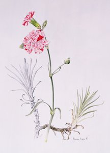Stara odmiana goździka, 1997 (wc na papierze) autorstwa Alison Cooper