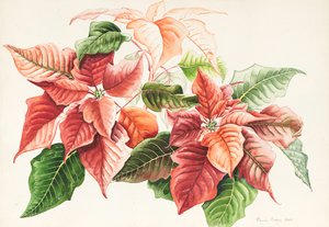 Poinsecja, 2000 (akwarela)