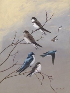 „Jaskółka” Allana Brooksa