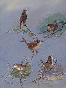 Wren autorstwa Allana Brooksa
