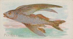 Latająca ryba, z serii Ryby z American Waters N8 dla papierosów Allen & Ginter ..., 1889.