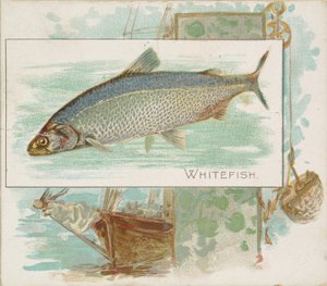 Whitefish, z serii Fish from American Waters N39 dla papierosów Allen & Ginter, 1889.