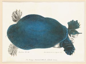 Amerykański Softshell Turtle lub Trionyx, dawniej nazywany Blue Turtle