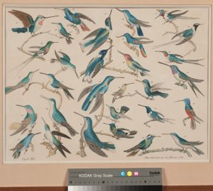 Kolibry