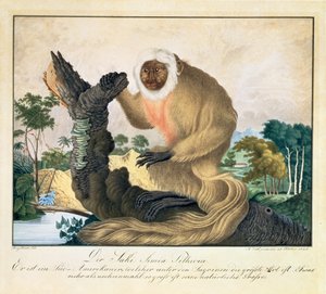 Małpa Saki, 1835
