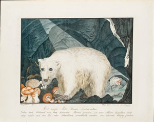 Biały Niedźwiedź, 1844