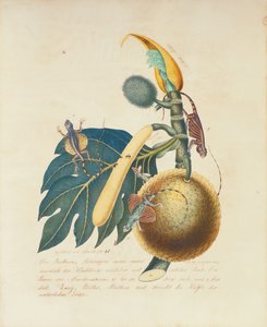 Der Broadbaum..., 1847 (wc na papierze)