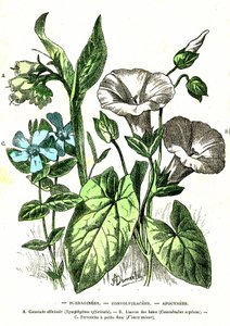 Borraginees, Convolvulacees, Apocynees: stworzenie naturalne i istoty żywe. Rysunek A. Demarle