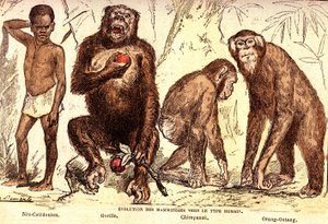 Ewolucja ssaków do typu ludzkiego: stworzenie naturalne i istoty żywe (De Jules Rengade). Rysunek A. Demarle