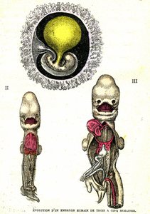 Ewolucja ludzkiego embrionu: stworzenie naturalne i istoty żywe (Jules Rengade) autorstwa Alphonse Demarle