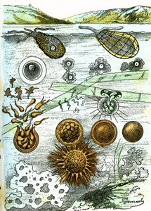 Prehistoria – Amibes, Bakterie, Moneres (Rosnące): Prymitywne istoty zorganizowane. Stworzenie naturalne i istoty żywe. Rysunek A. Demarle