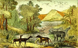 Prehistoria - okres eocenu: Od prawej do lewej: Paloeotherium, Anoplotherium, Xiphodonts i ptaki Tantalus. Stworzenie naturalne i istoty żywe. Rysunek A. Demarle. 1885