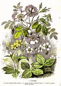 Rosacees - Stworzenie naturalne i istoty żywe: rysunek A. Demarle. 1885 autorstwa Alphonse Demarle