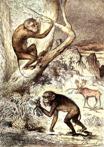 Małpy Catarhinian (okres miocenu): Semnopitheques. Naturalne stworzenie i żywe istoty J. Rengade. Rysunek A. Demarle autorstwa Alphonse Demarle