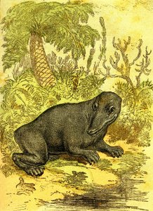 Labiryntodont (płazy): amfibia okresu węglowego. Stworzenie naturalne i istoty żywe. Rysunek A. Demarle 1885 autorstwa Alphonse Demarle