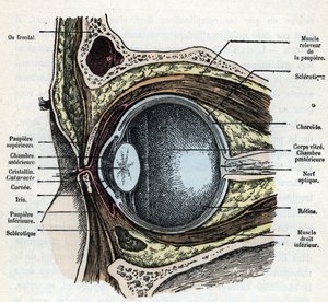 Pionowe przecięcie gałki ocznej z zaćmą Rycina z obrazu „Natura i człowiek” Rengade 1881, zbiory prywatne autorstwa Alphonse Demarle