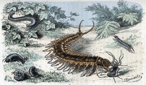 Wykres zoologiczny: Owady Myriapodes (stonogi lub stonogi) (Tablica zoologiczna: Myriapoda) Rycina z „Człowieka i natury” autorstwa Rengade
