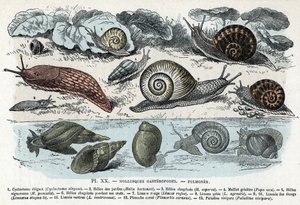 wykres zoologiczny; ślimaki mięczaki, płuca (cyklostoma, helisa ogrodów i smutku, czerwony ślimak, szary ślimak, limnee, planorb, paludine...) (Tablica zoologiczna: ślimaki takie jak ślimak, cyklostoma, planorb, limnea) Grawerowanie z „” L