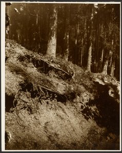 [Badanie odkrytych korzeni drzewa odsłoniętych od strony wzgórza]. autorstwa Alphonse Maria Mucha