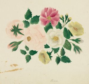 Czerwcowe róże (akwarela) autorstwa Altha Mary Nims