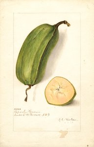 Banany (Musa: Popoulu Hawaii) (akwarela)
