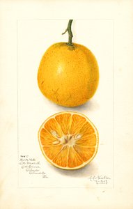 Późne pomarańcze Hartsa (Citrus sinensis) (akwarela)