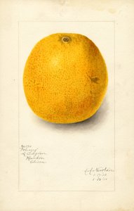 Pomarańcza Ichang (Citrus sinensis) (akwarela)