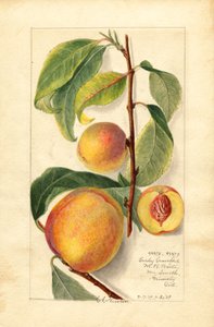 Brzoskwinie (Prunus persica) (akwarela)