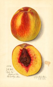 Brzoskwinie (Prunus persica: J.H. Hale) (akwarela)