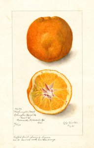 Washington Navel Oranges (Citrus sinensis) (akwarela)