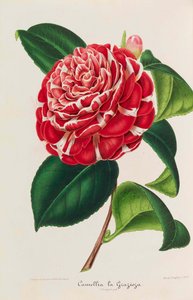 Nowa ikonografia kamelii, 1850-1860. autorstwa Ambroise Alexandre Verschaffelt