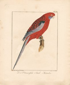 Crimson Rosella, mężczyzna (ręcznie kolorowana litografia)
