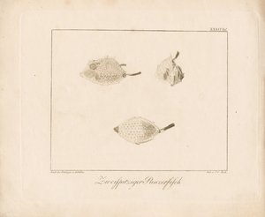Longhorn Cowfish (grawerunek na miedzi) autorstwa Ambrosius Gabler